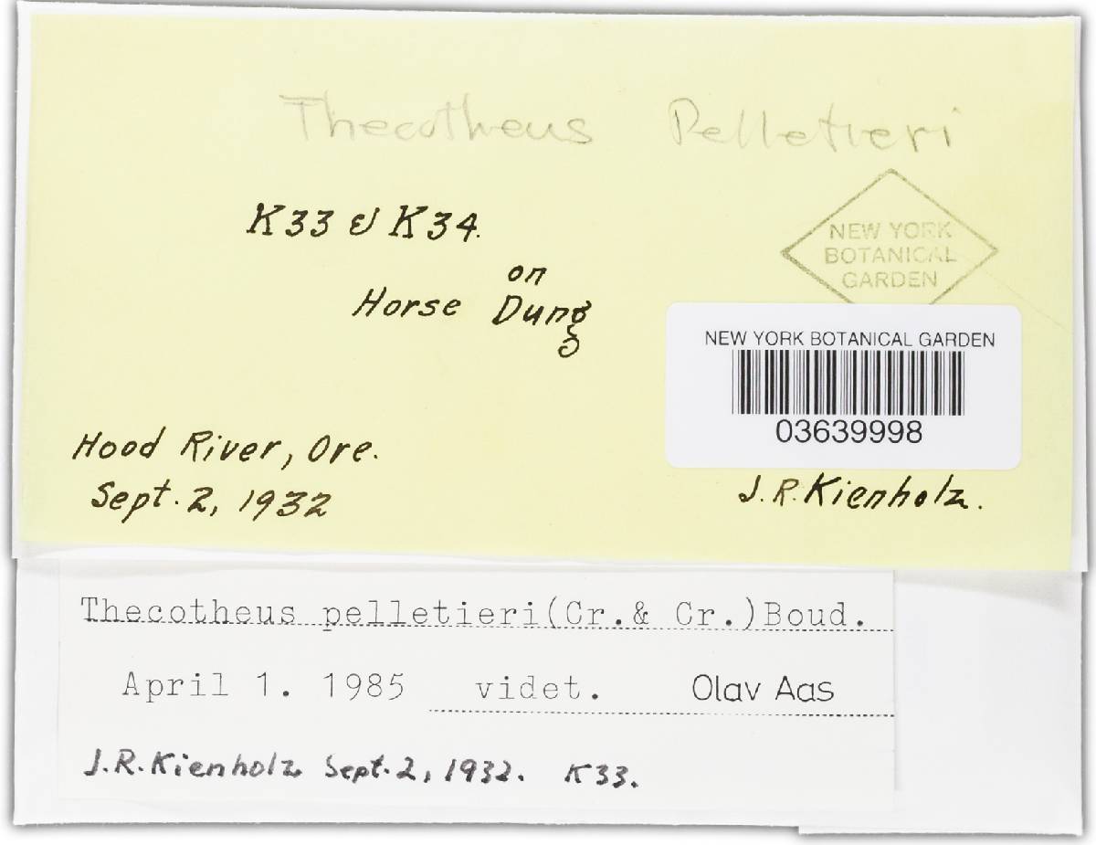 Thecotheus pelletieri image