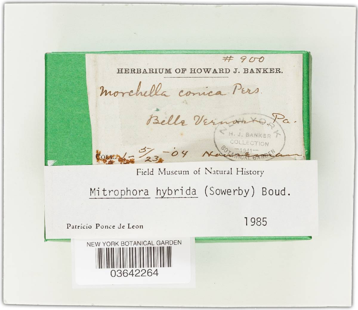 Mitrophora hybrida image