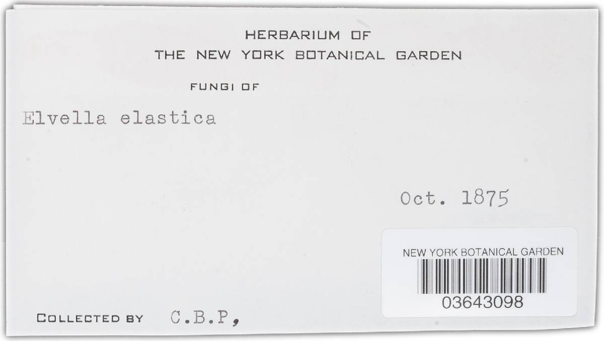 Leptopodia elastica image