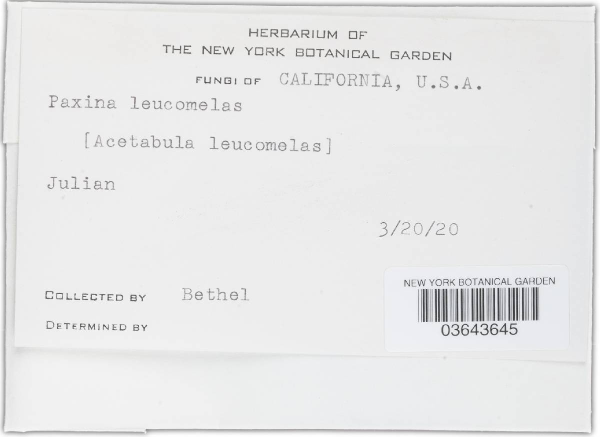 Paxina leucomelas image