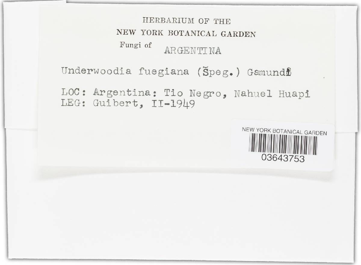 Underwoodia fuegiana image