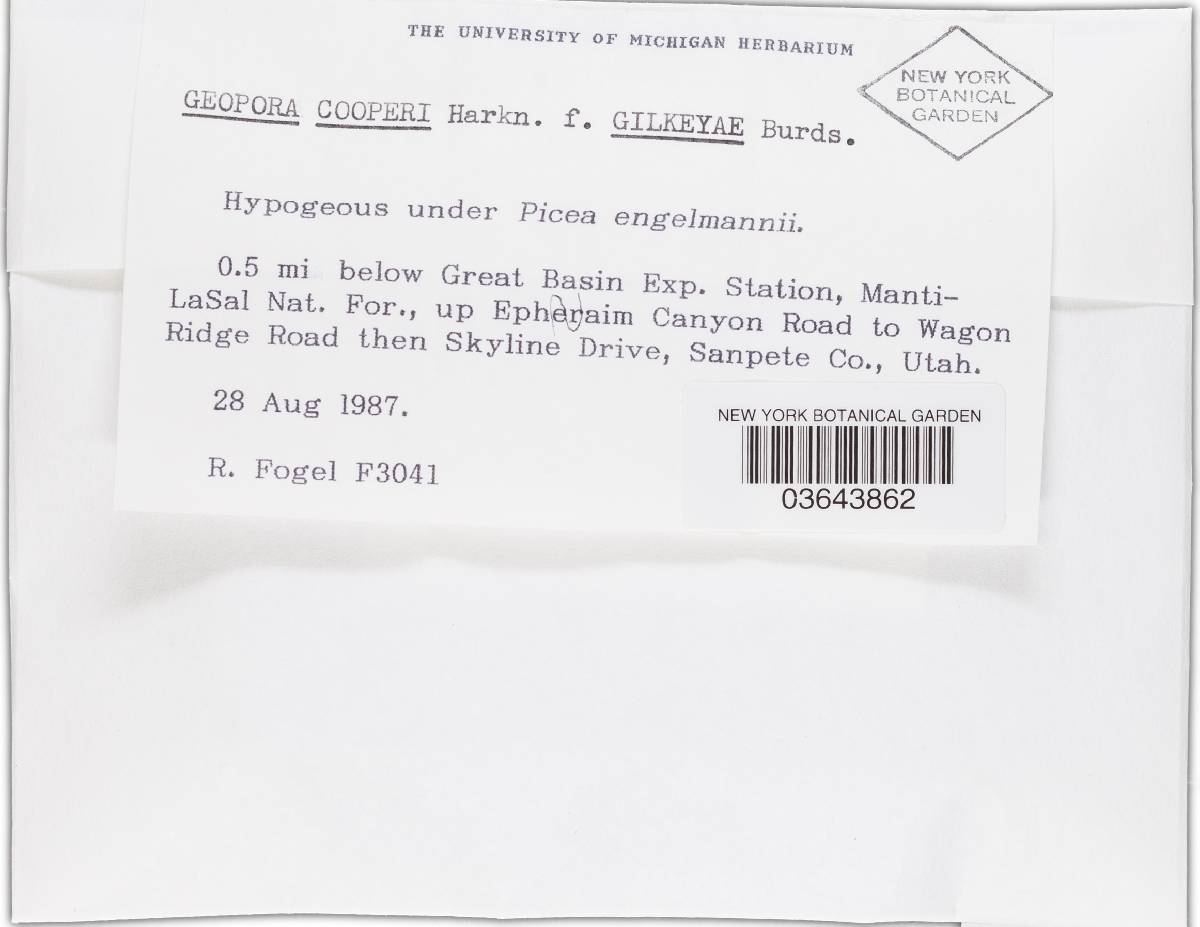 Geopora cooperi f. gilkeyae image