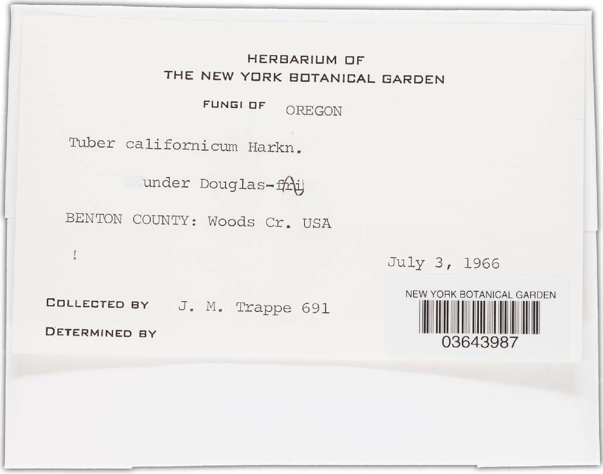 Tuber californicum image