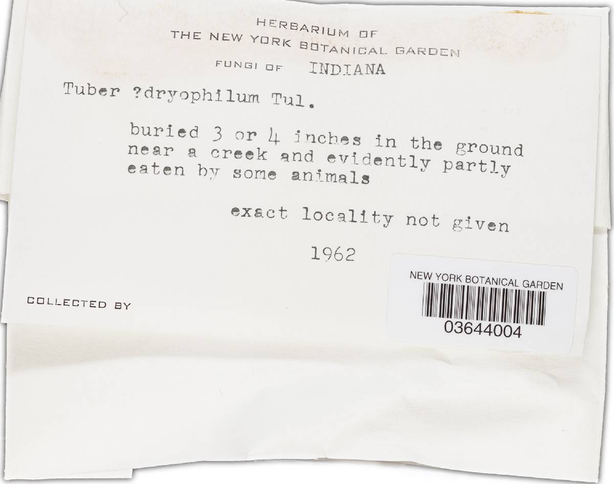 Tuber dryophilum image