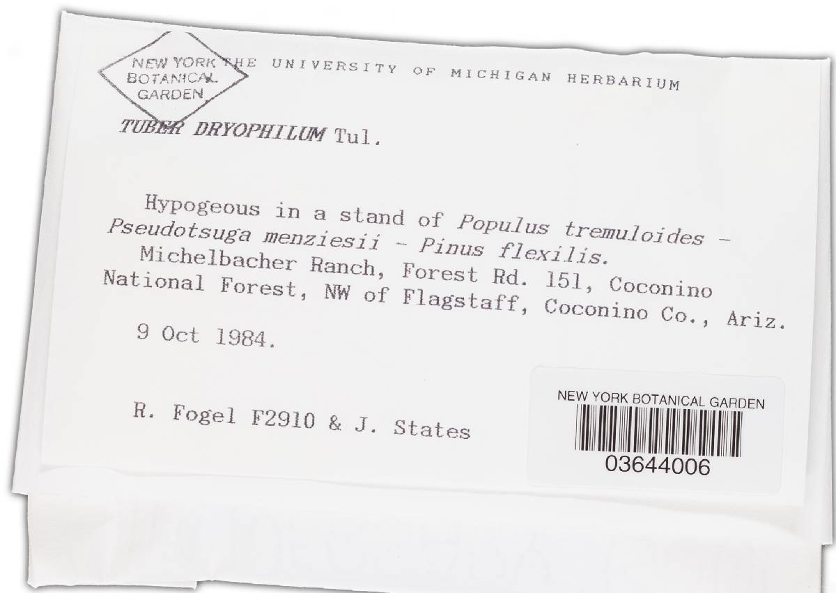 Tuber dryophilum image