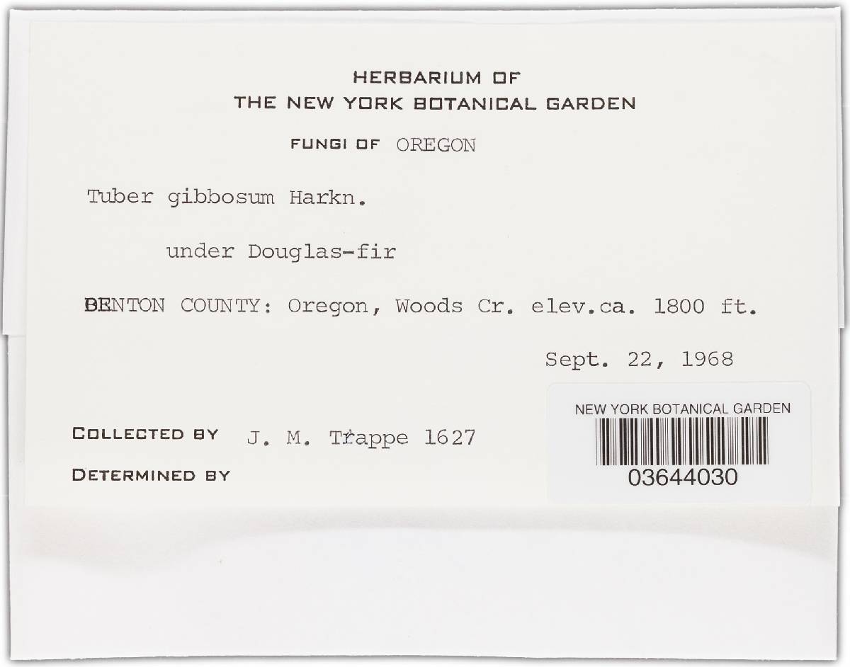 Tuber oregonense image