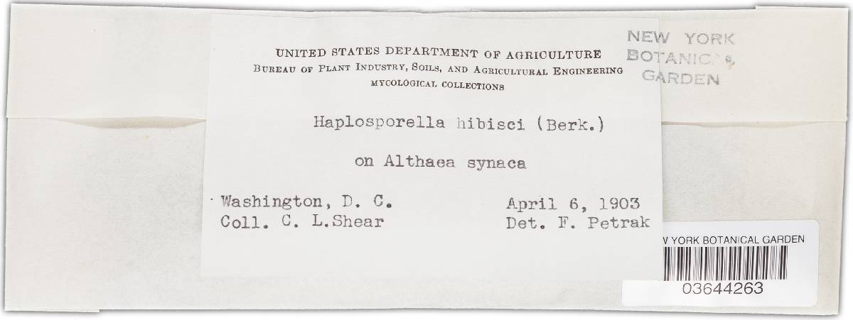 Aplosporella hibisci image