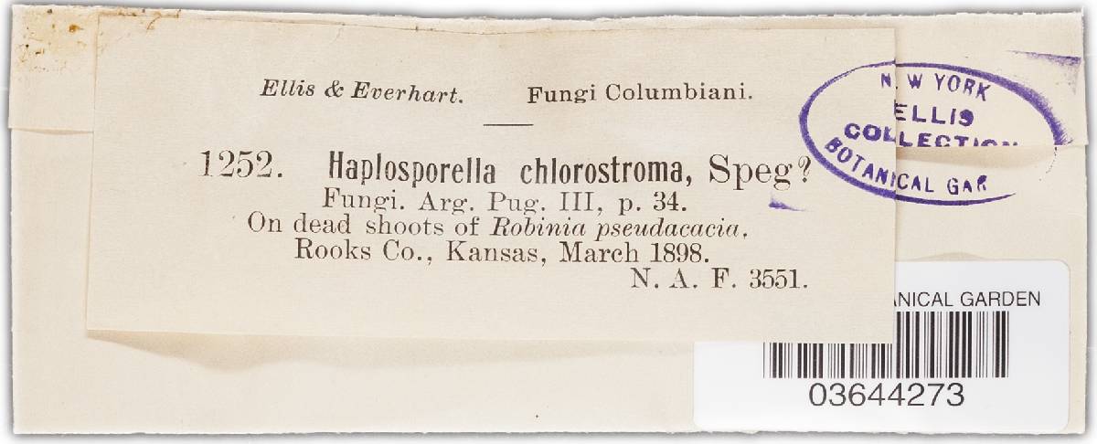 Aplosporella chlorostroma image