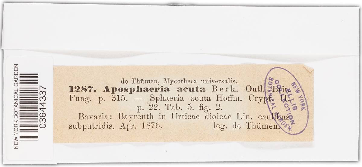 Leptosphaeria acuta image
