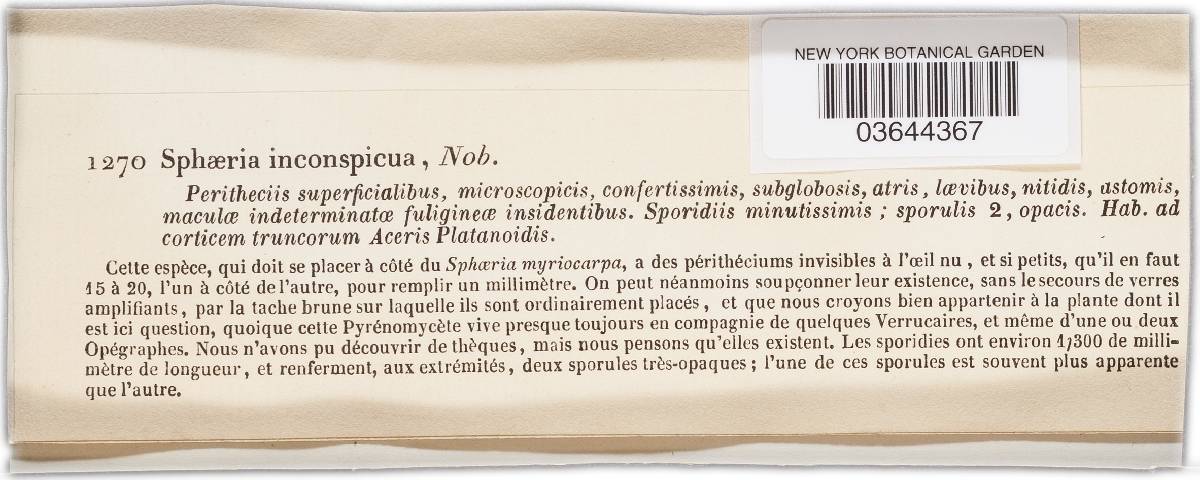Aposphaeria inconspicua image