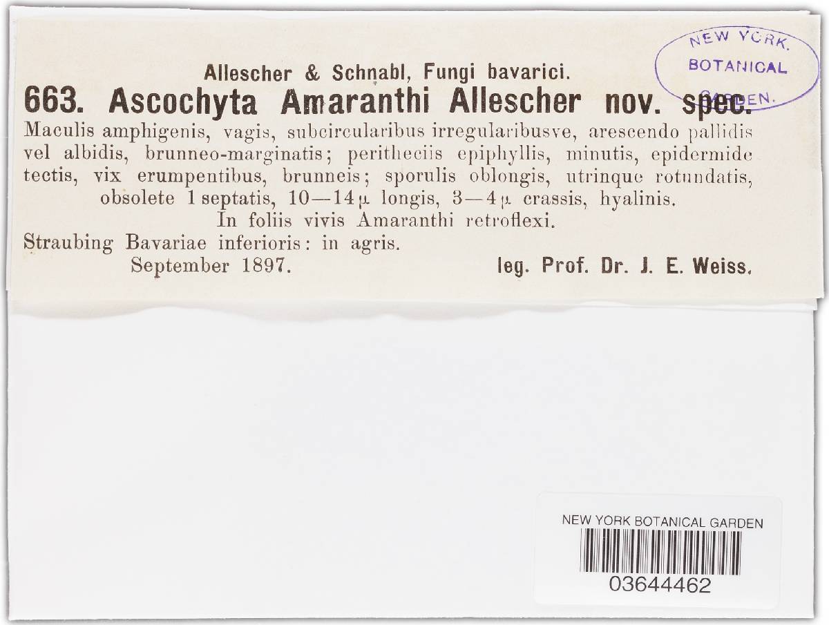 Ascochyta amaranthi image