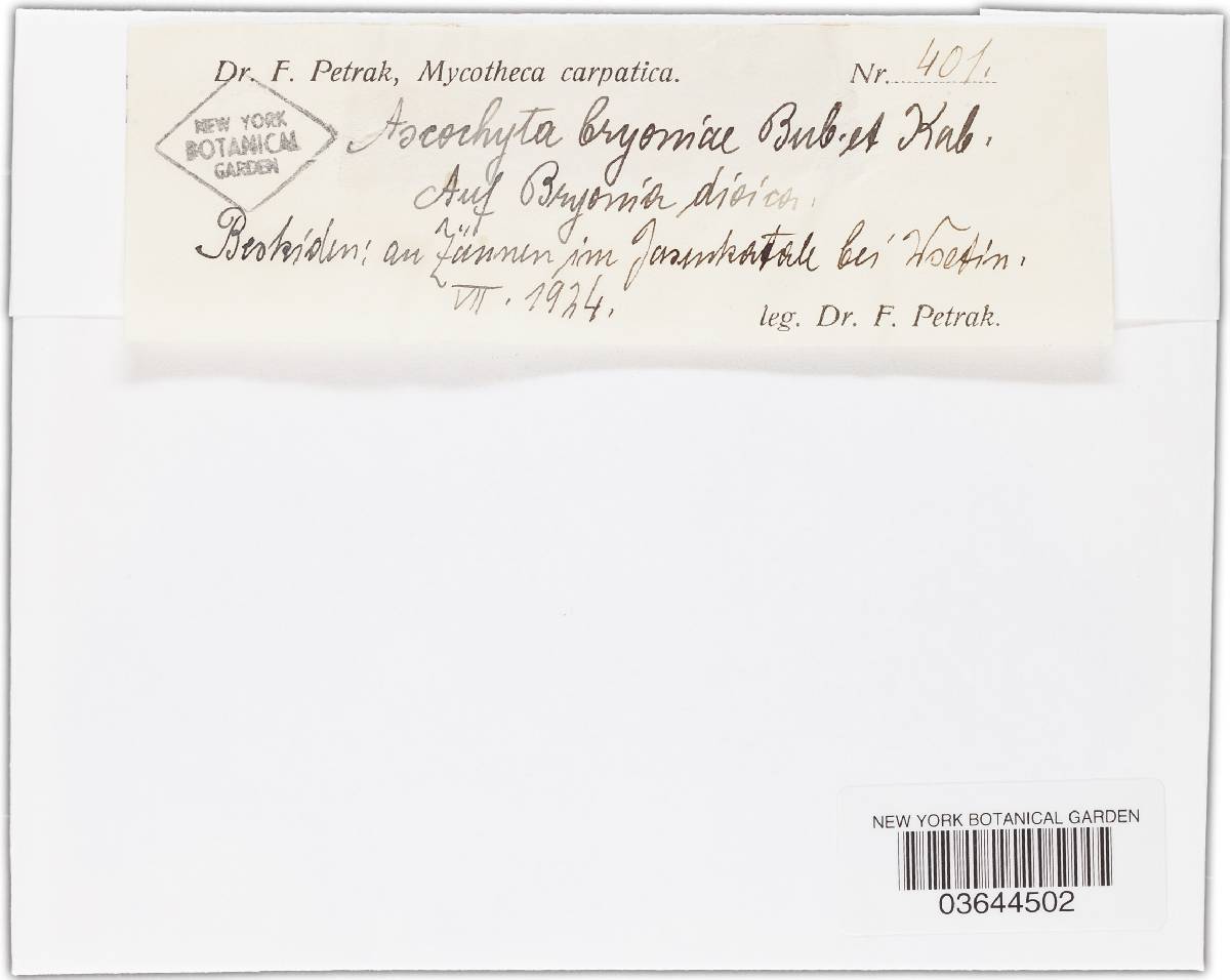 Ascochyta bryoniae image