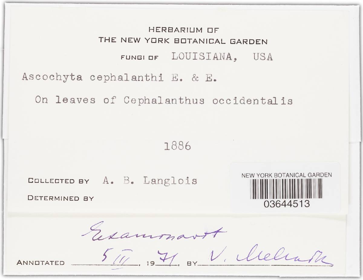 Ascochyta cephalanthi image