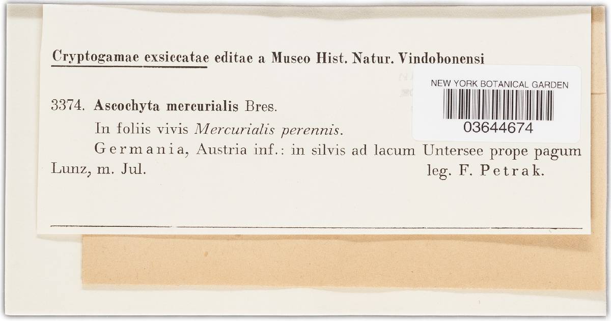 Ascochyta mercurialis image