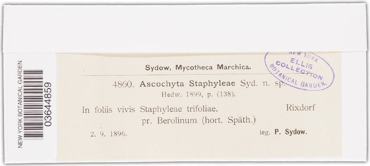 Ascochyta staphyleae image