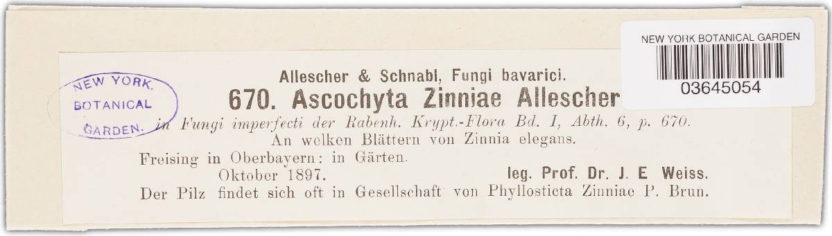 Ascochyta zinniae image