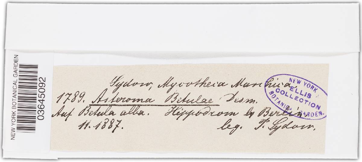 Asteroma betulae image