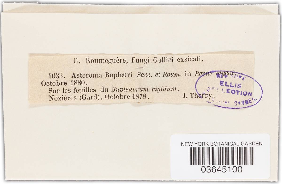Asteroma bupleuri image