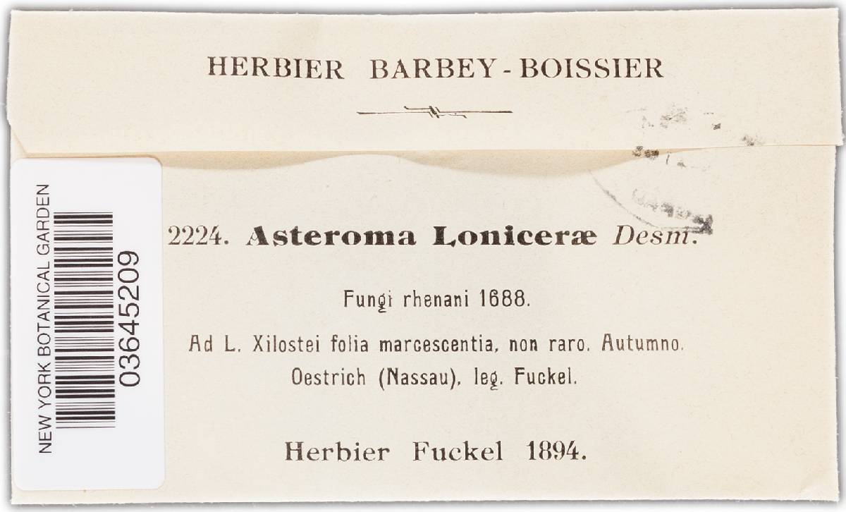 Asteroma lonicerae image