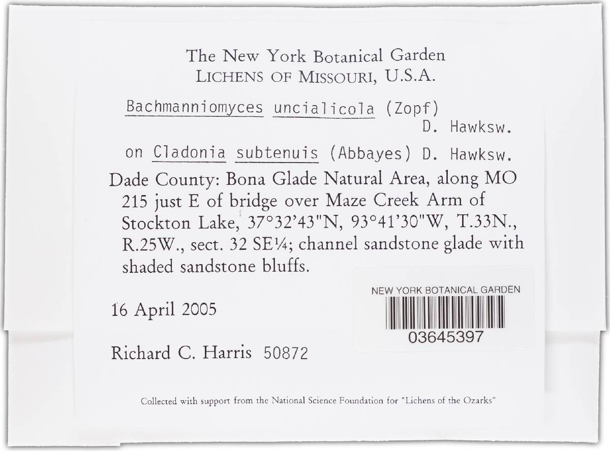 Bachmanniomyces image