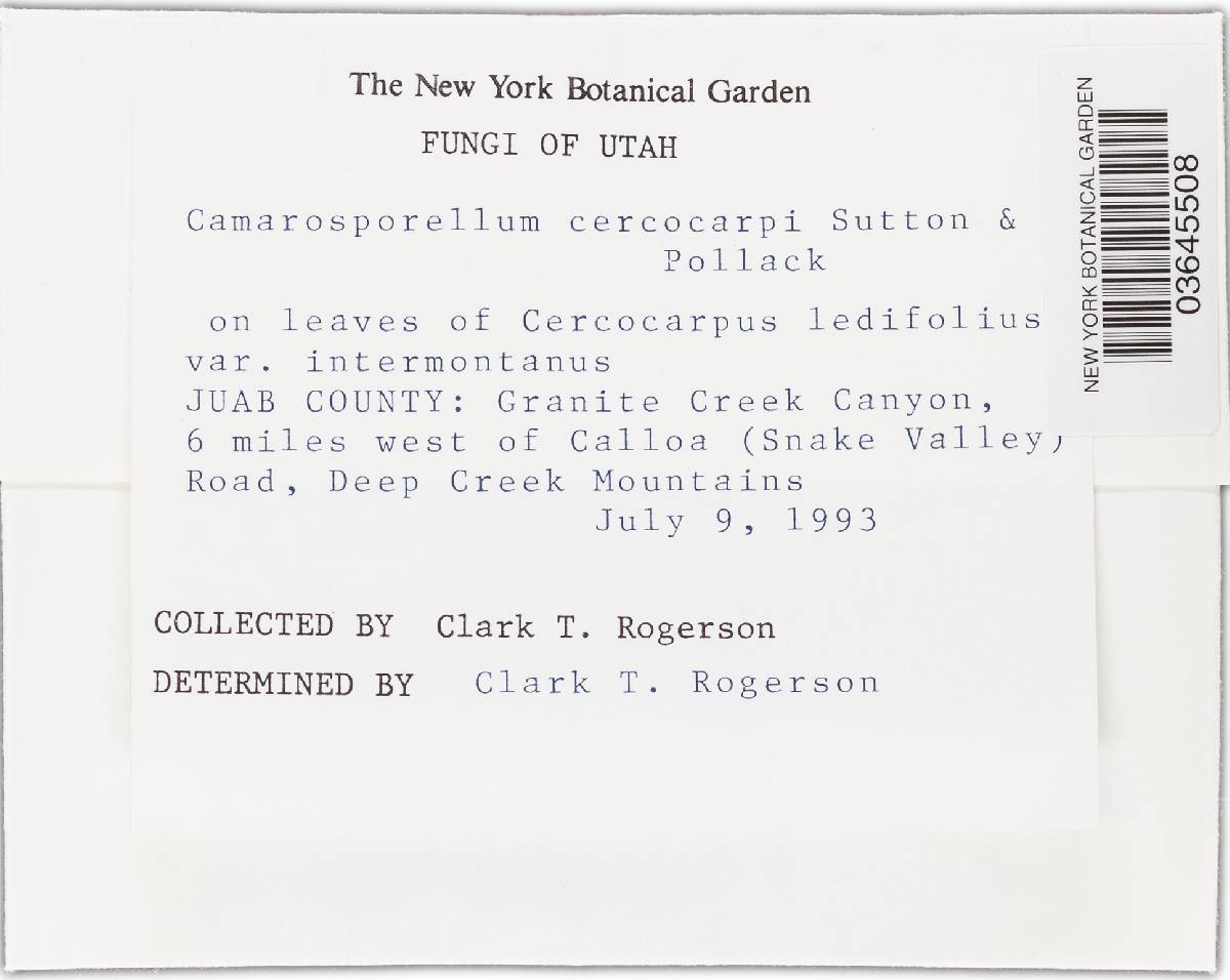 Camarosporellum cercocarpi image