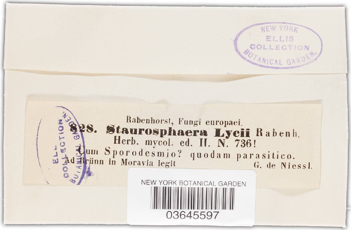Camarosporium lycii image