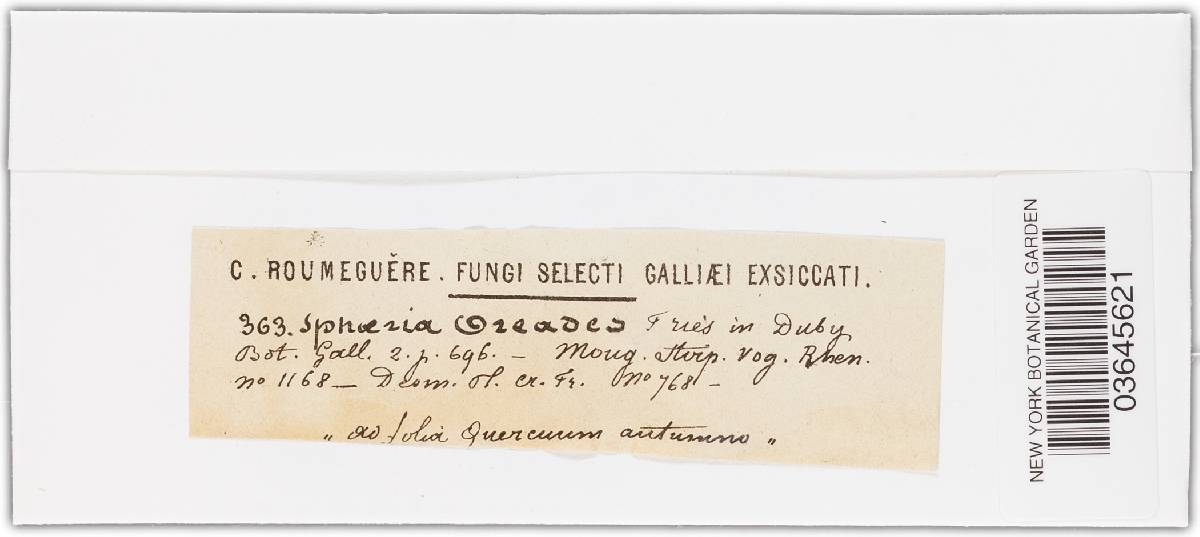 Camarosporium oreades image