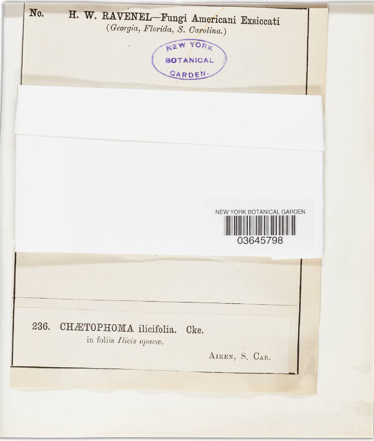 Chaetophoma ilicifolia image