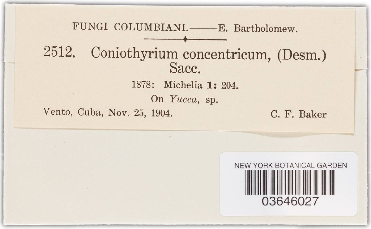 Coniothyrium concentricum image