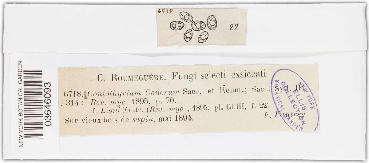 Coniothyrium conorum image