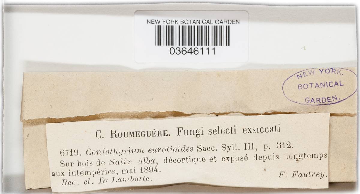 Coniothyrium eurotioides image