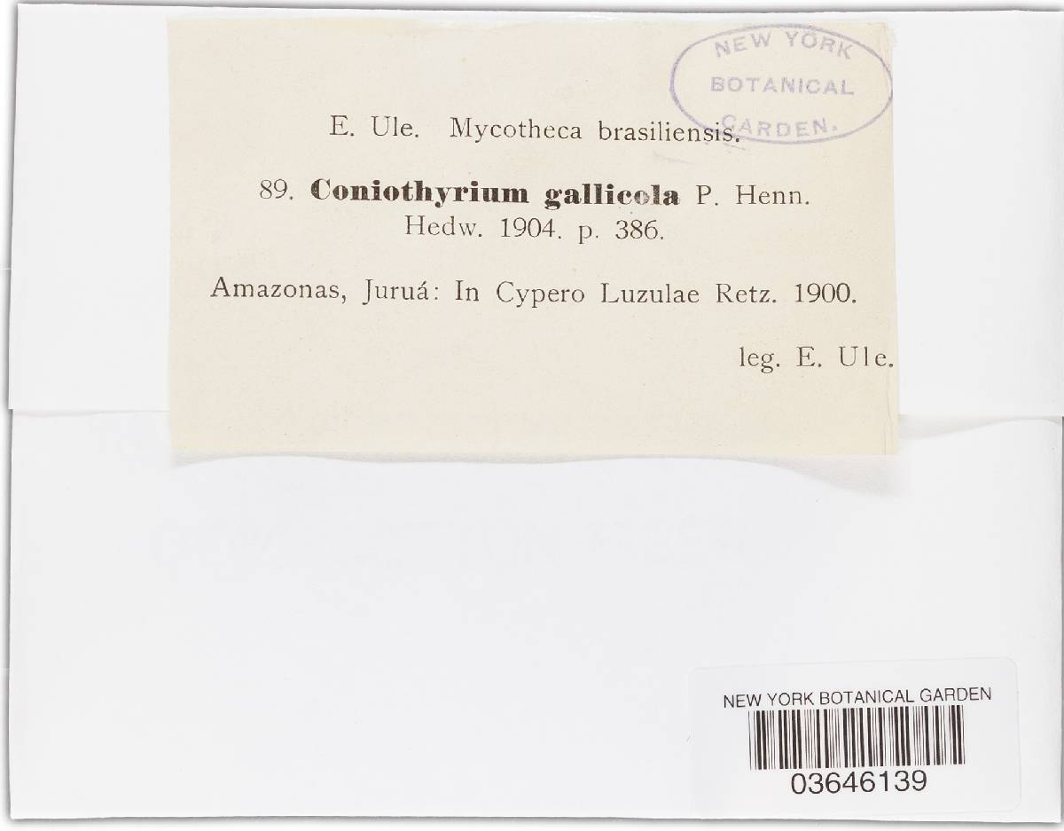 Coniothyrium gallicola image