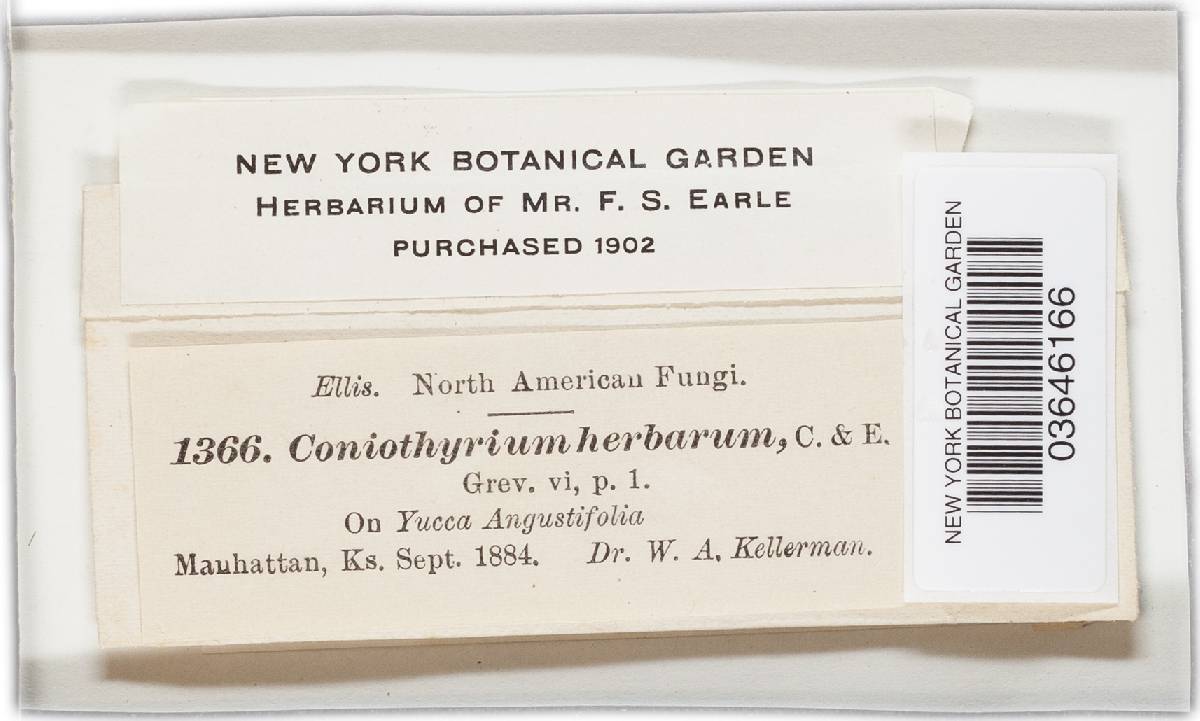 Coniothyrium herbarum image