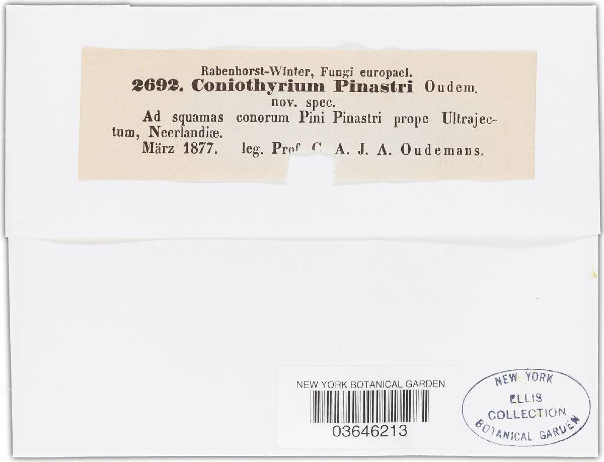 Pleurothyriella pinastri image