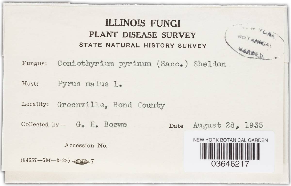Coniothyrium pyrinum image