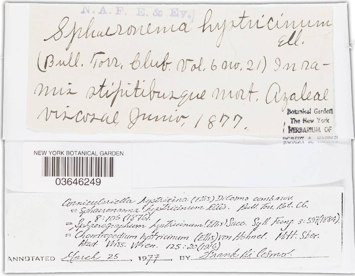 Corniculariella hystricina image