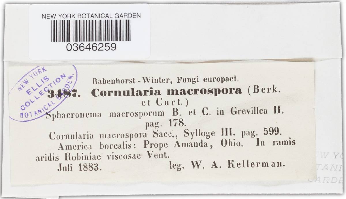 Cornularia macrospora image