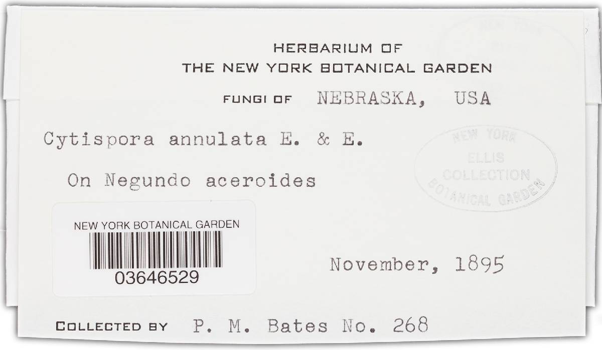 Cytospora annulata image
