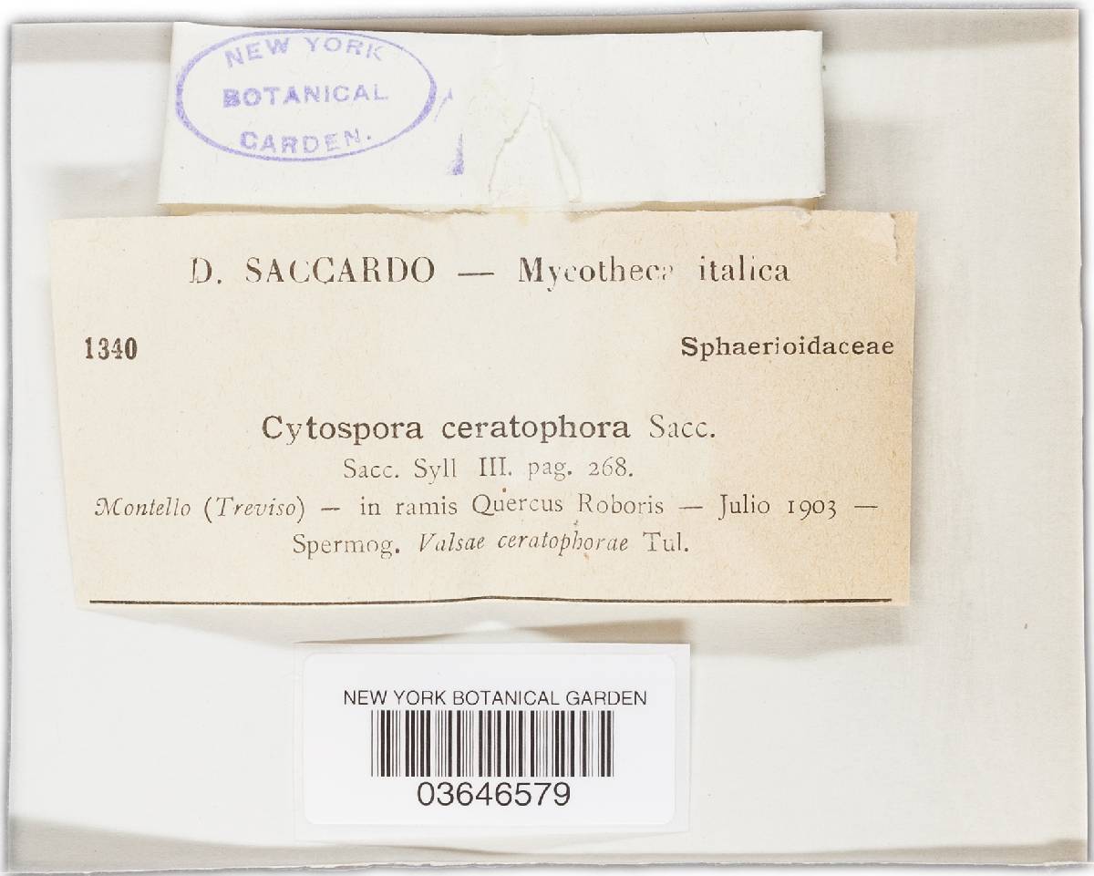 Cytospora ceratophora image