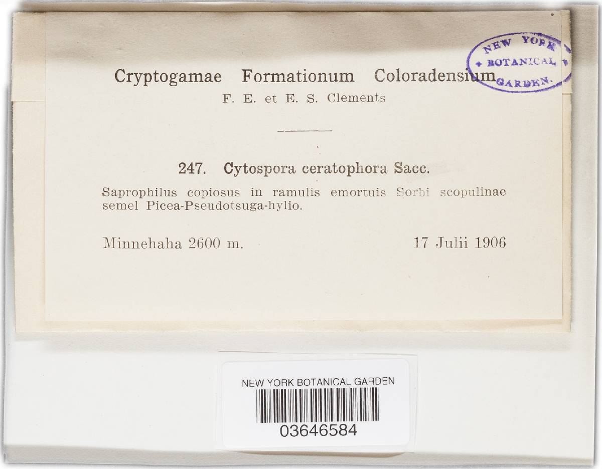 Cytospora ceratophora image