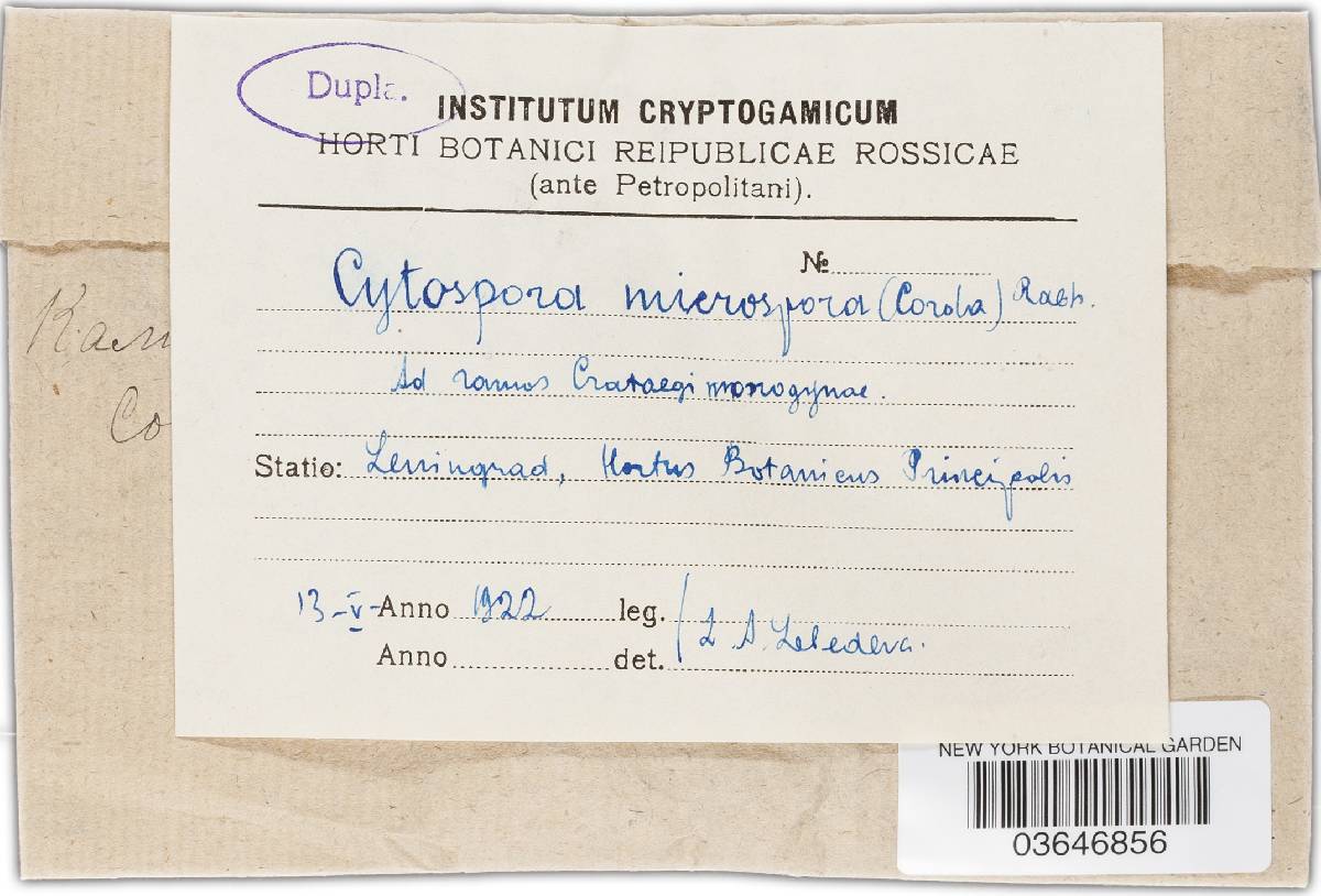 Cytospora microspora image