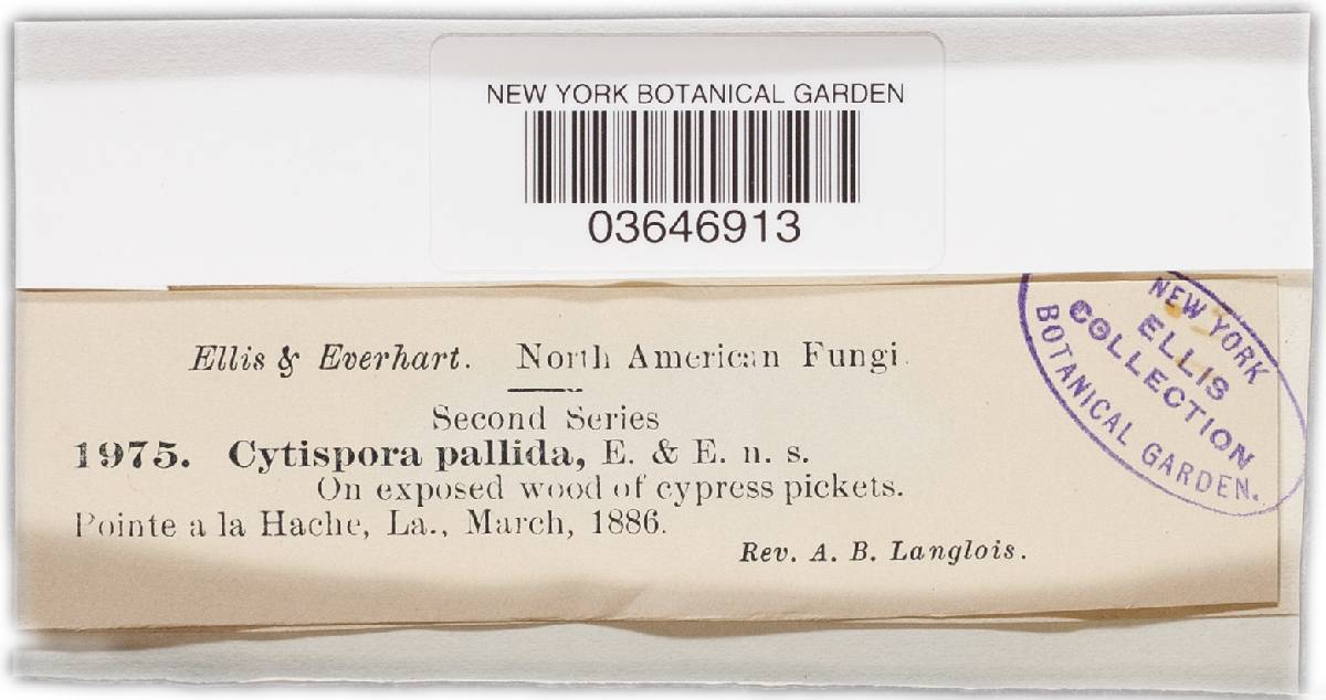 Cytospora pallida image