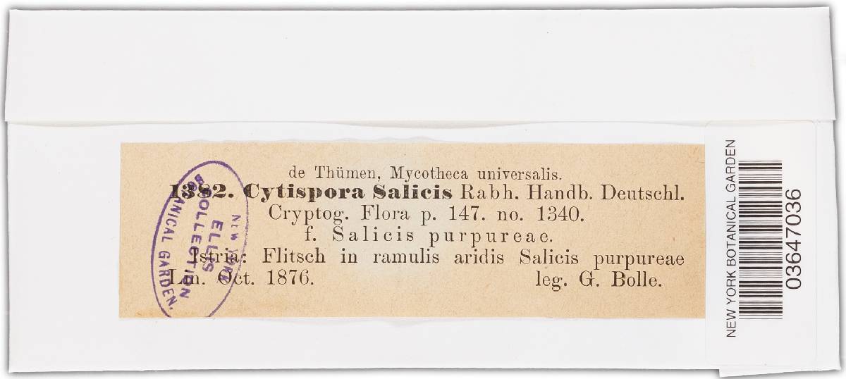 Cytospora salicis image