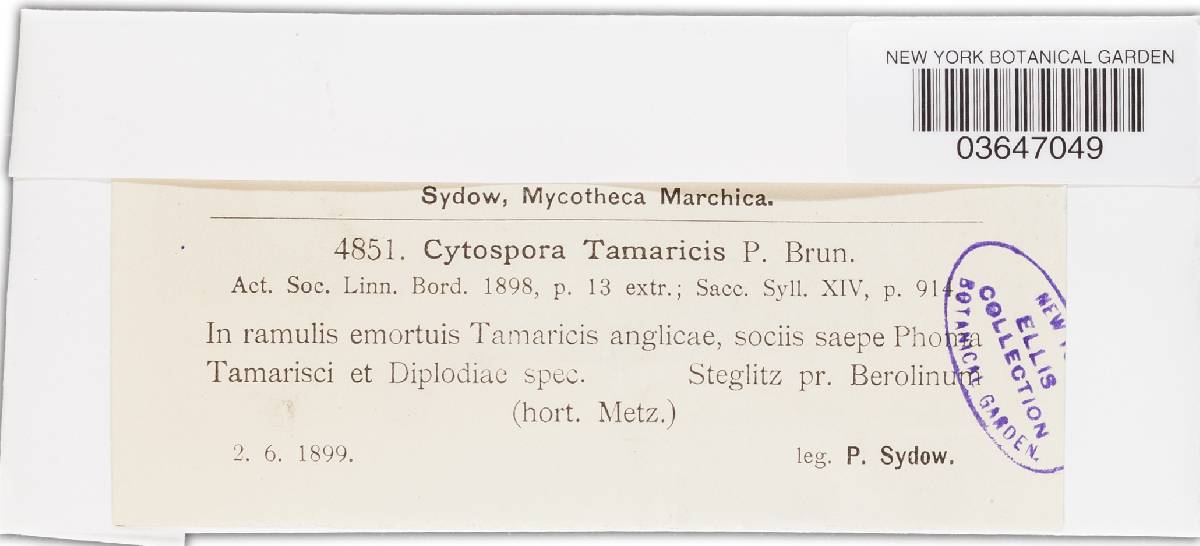 Cytospora tamaricis image