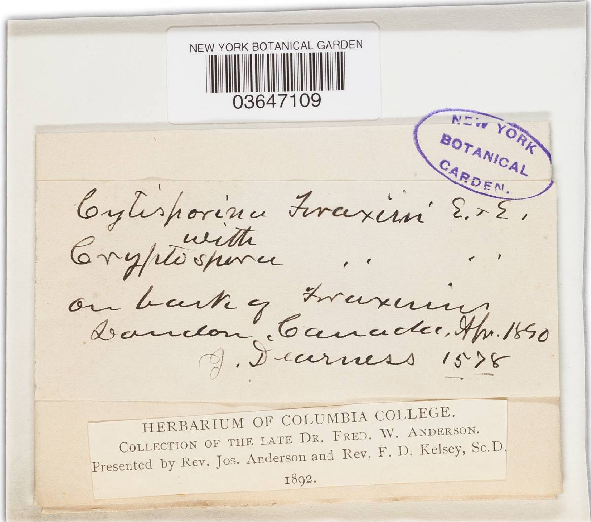 Cytosporina fraxini image