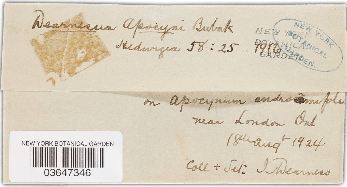 Dearnessia apocyni image