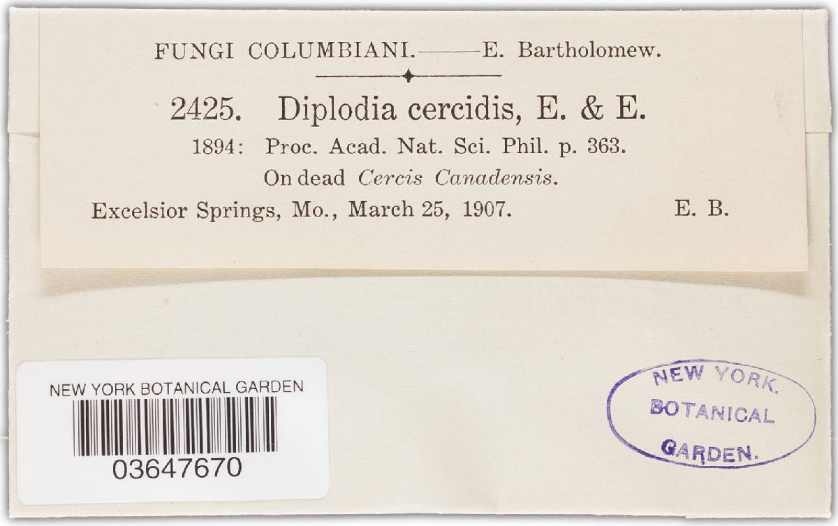 Diplodia cercidis image