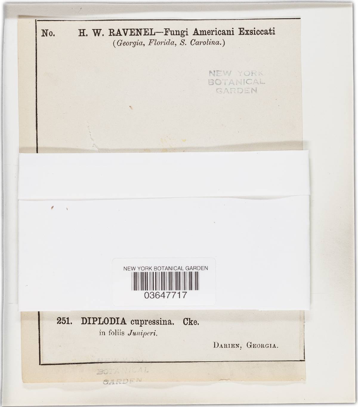Diplodia cupressina image