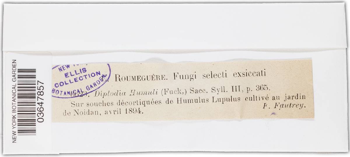 Diplodia humuli image