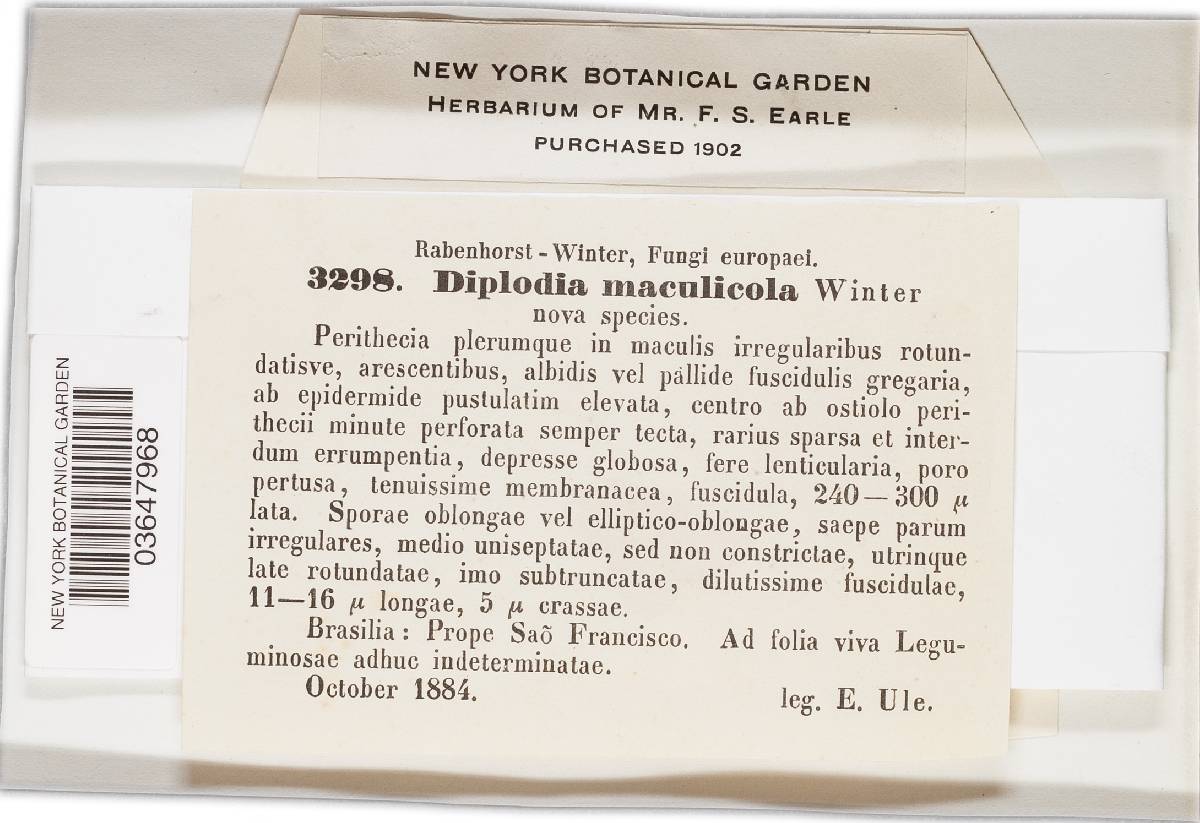 Diplodia maculicola image